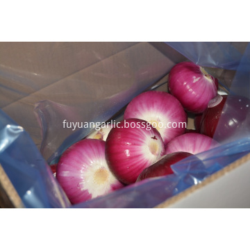 Peeled Red Onion to Australia market